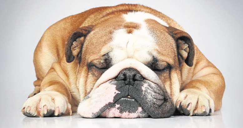 What to do when the show ends but the dog keeps on snoring