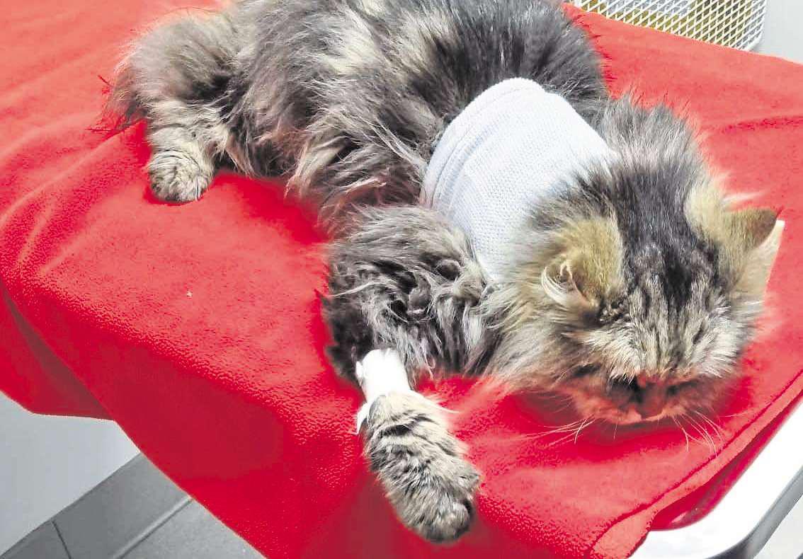 Urgent warning after city cat poisoned by fake flea treatment