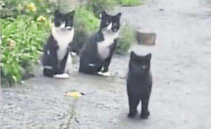 Animal charity warns of a cat crisis as stray population rises