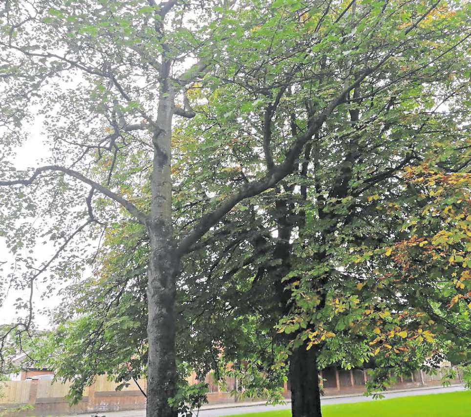 Overhanging branches spark policy shake-up