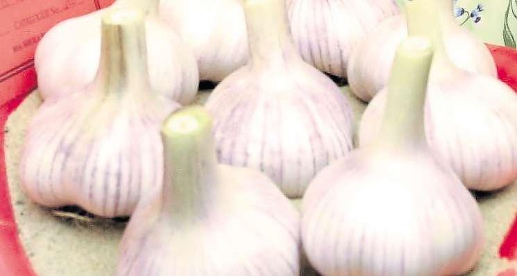 Growing passion pays off with first-ever home-grown garlic crop