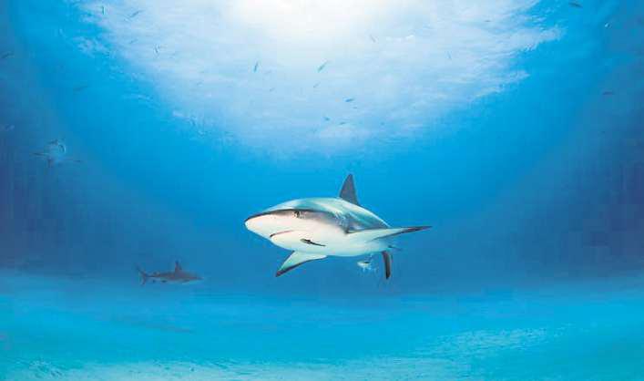 Shark! Don't panic! They are harmless, honestly