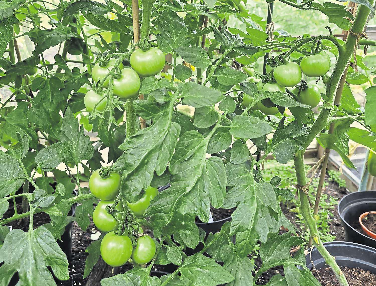 Don't let the long process put you off