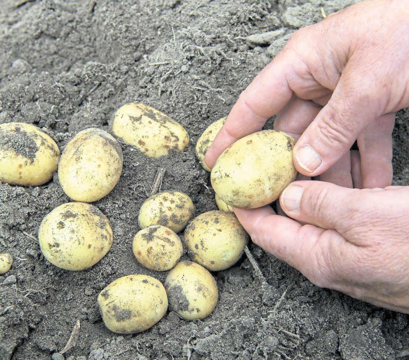 The Spud Sisters