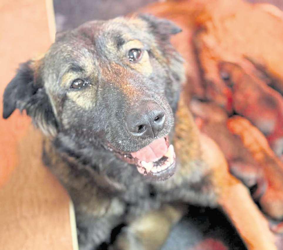 Dog abandoned on fell gives birth to seven puppies