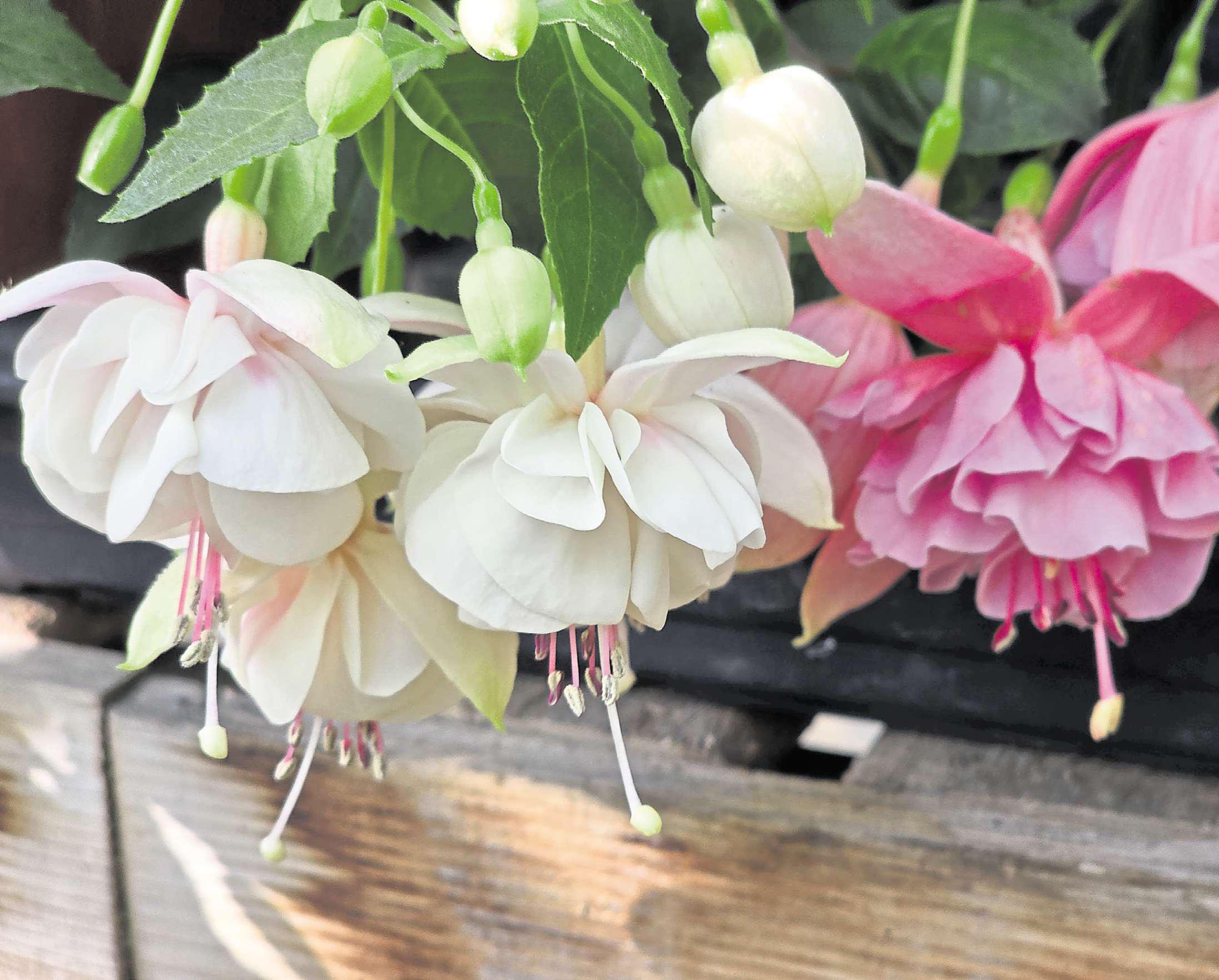 Time for action on plant propagation