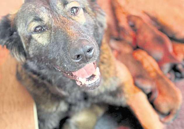 Homes needed for rescued pups