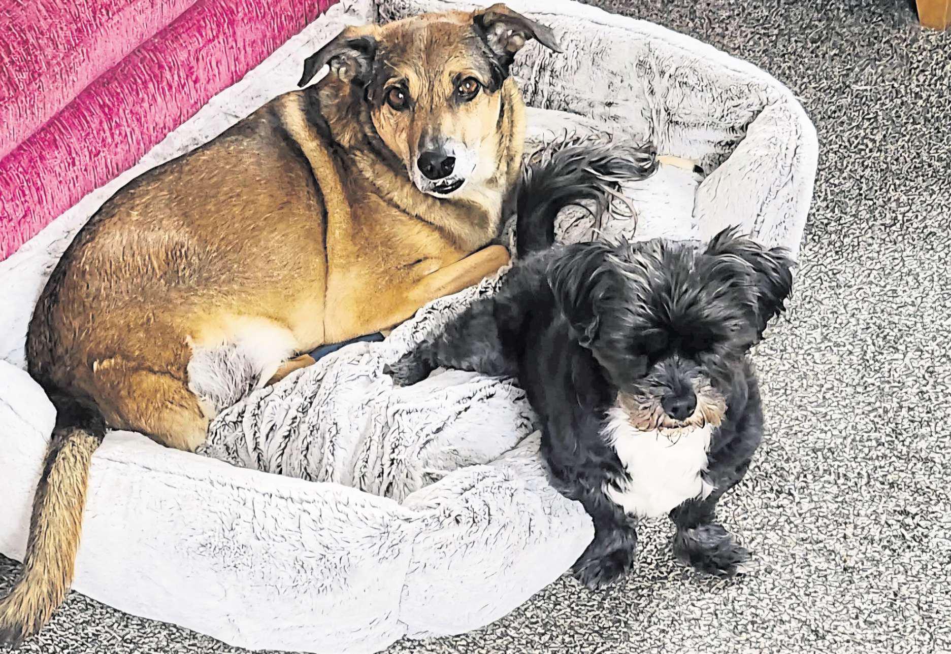 My unstoppable rescue dogs with three legs and big hearts