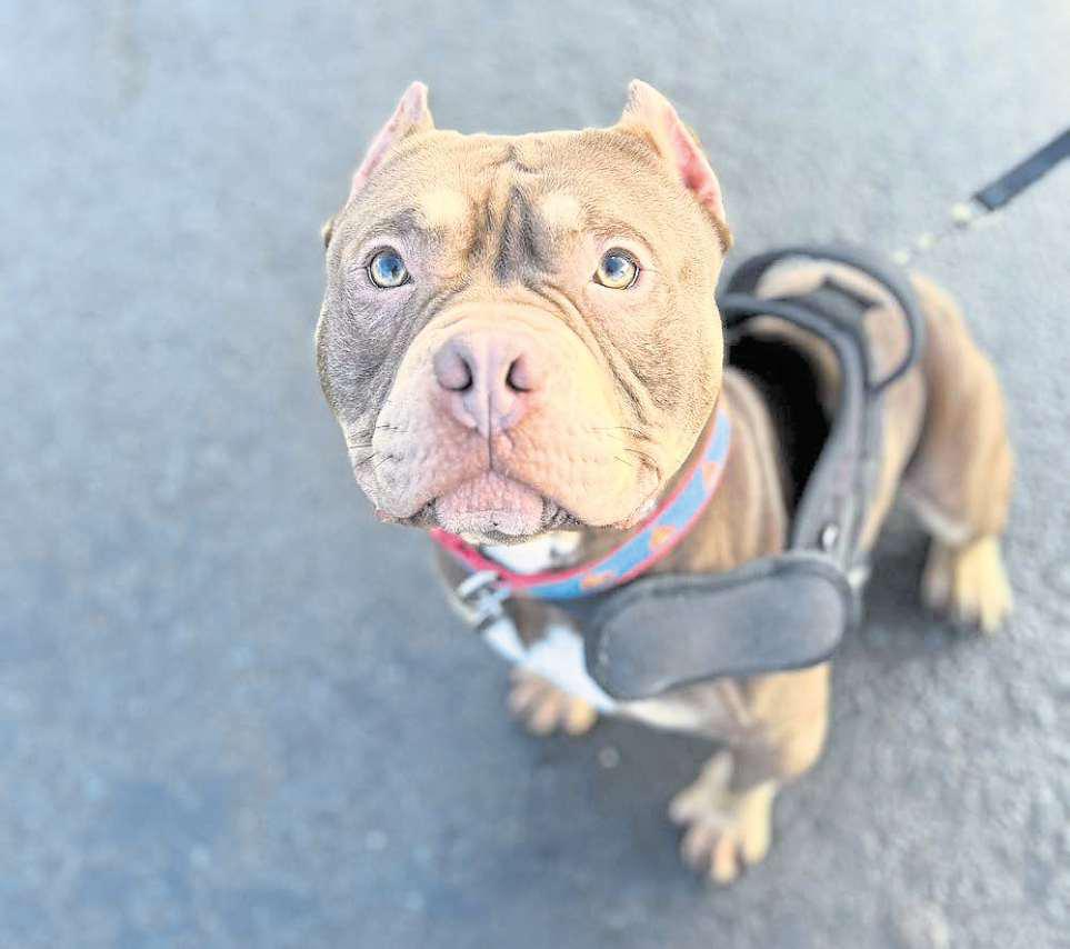 Man banned from owning dogs after cropping ears