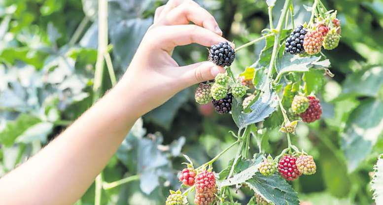 How a bulldog, blackberries and bit of jam made my week