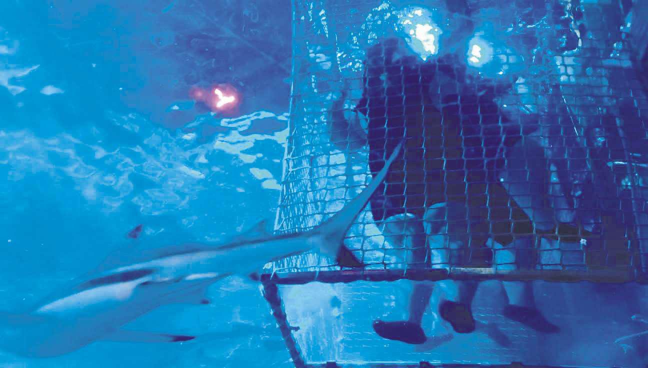 Nursery workers' daring swim raises 'Jaws-dropping' donation for charity