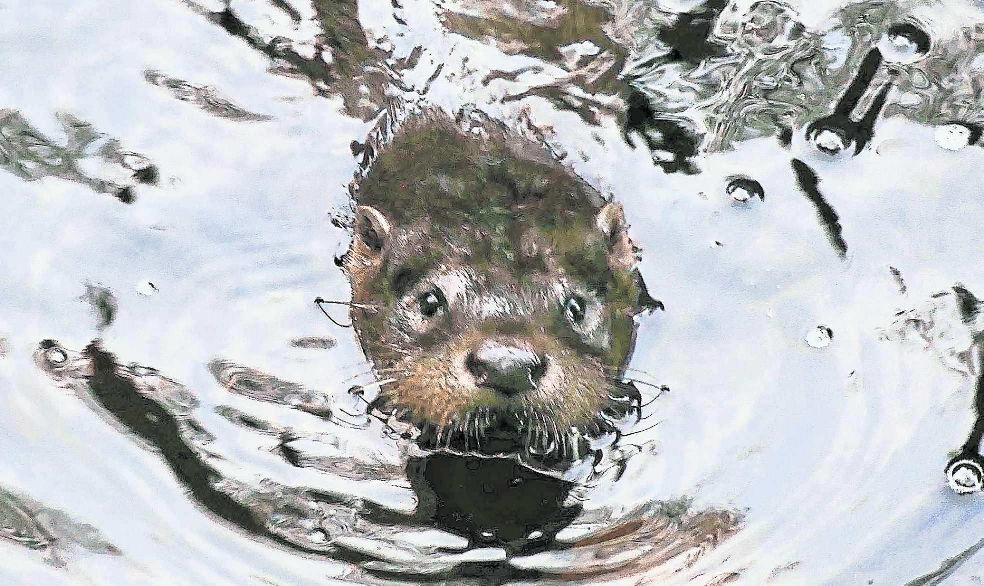 Otters kill exotic fish worth thousands in garden raids