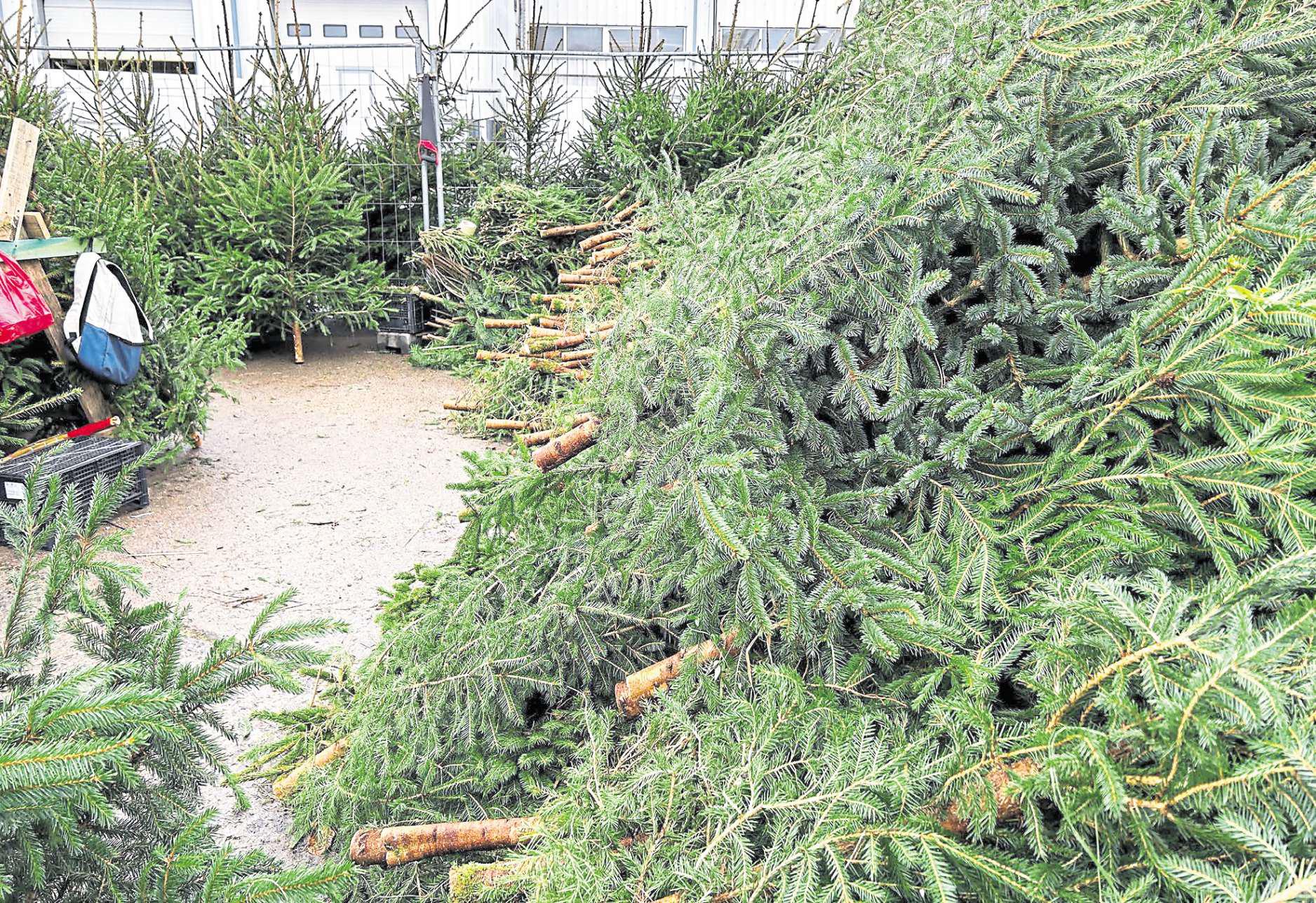 Why putting up the tree is always a lot harder than we remember