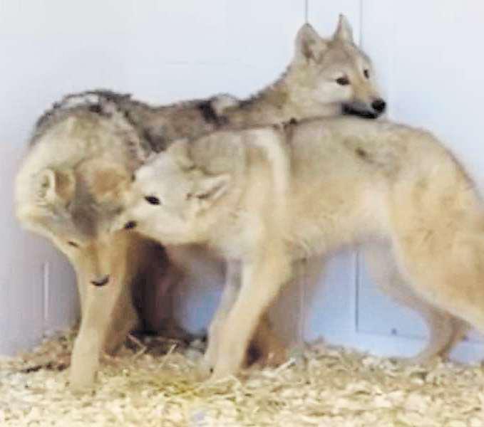 'Wolves' finally get the chance to play at sanctuary