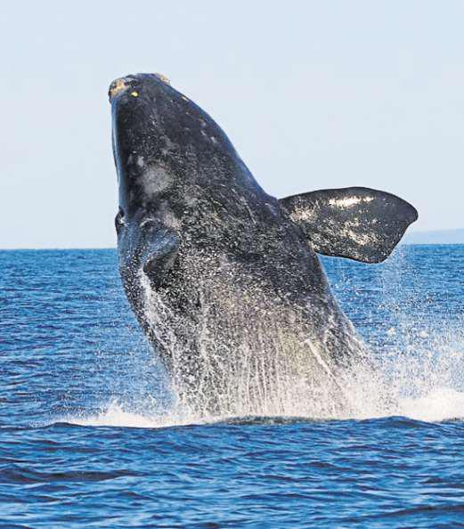 Rare sea mammal is having whale of a time