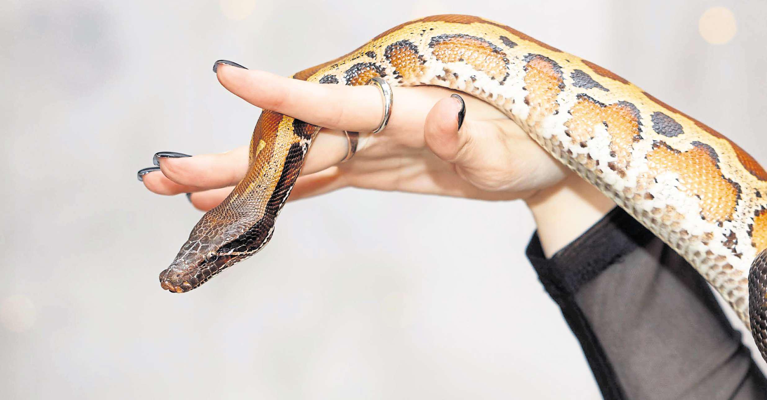 It was pure hiss and miss when Steve blundered into a snake
