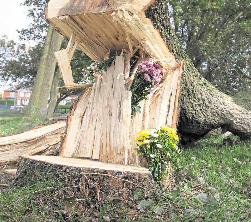 No concerns from tree inspection ahead of tragedy