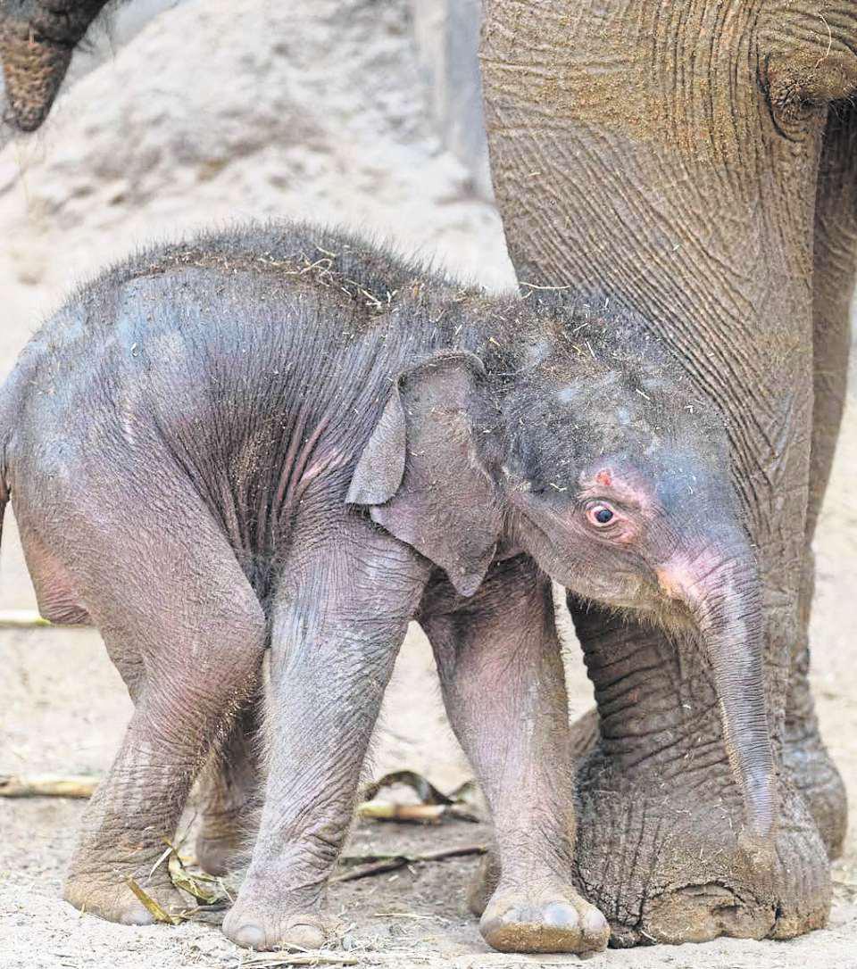 A rare new arrival means resort's zoo goes from strength to strength