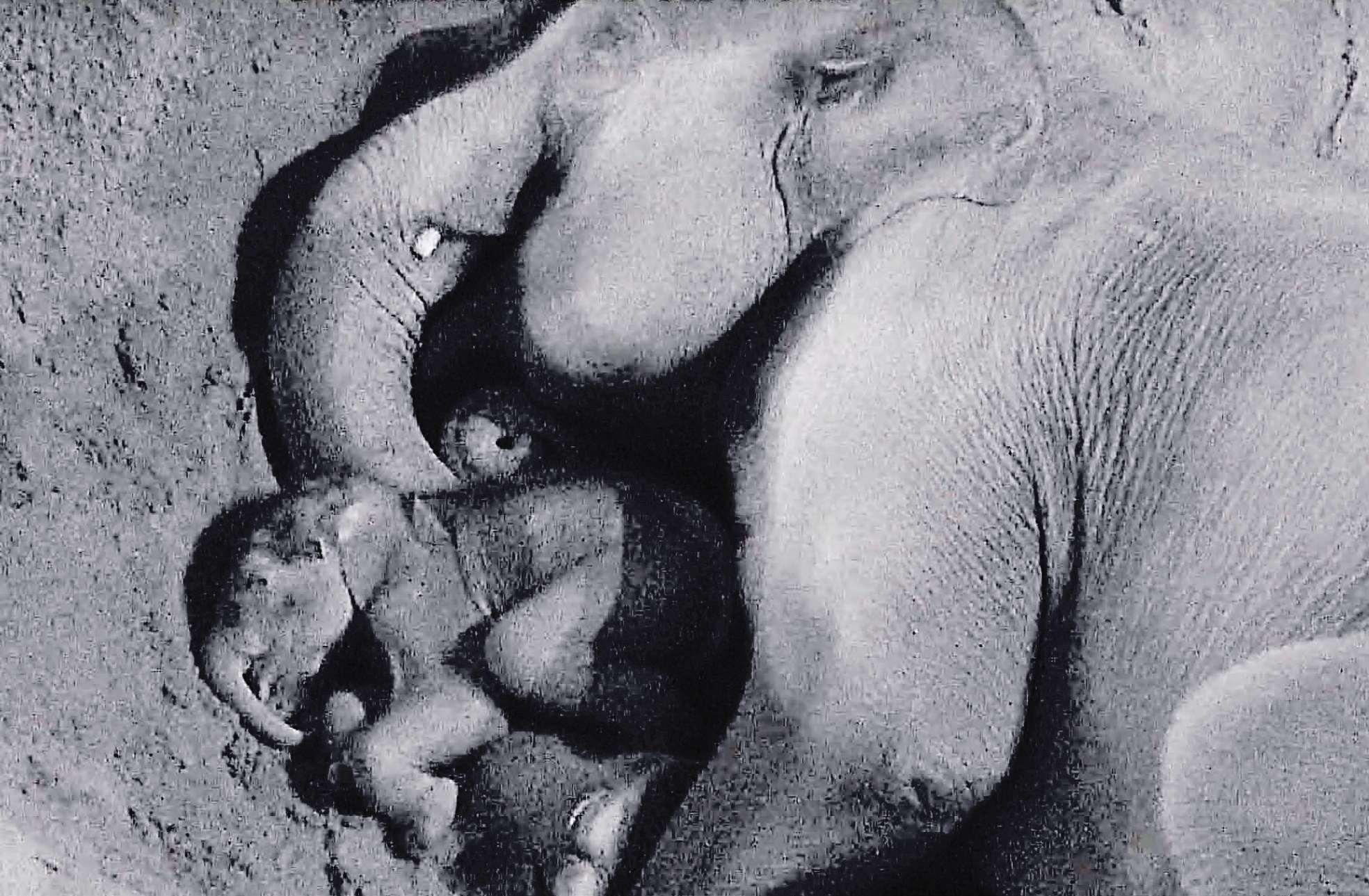 Baby joy as little Zaiya and mum Tara share snuggle at zoo