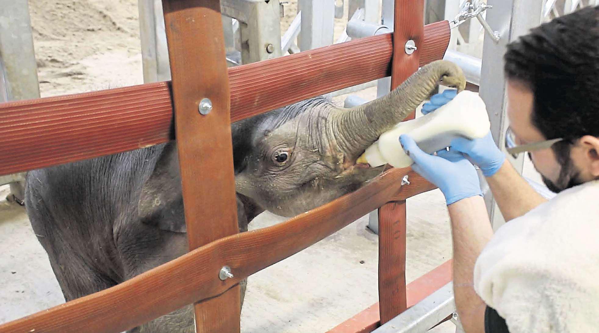 Zoo's new arrival 'thriving' thanks to keepers' 24-hour feeding service