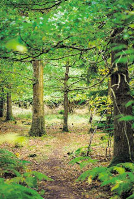 Going back to nature for your final farewell