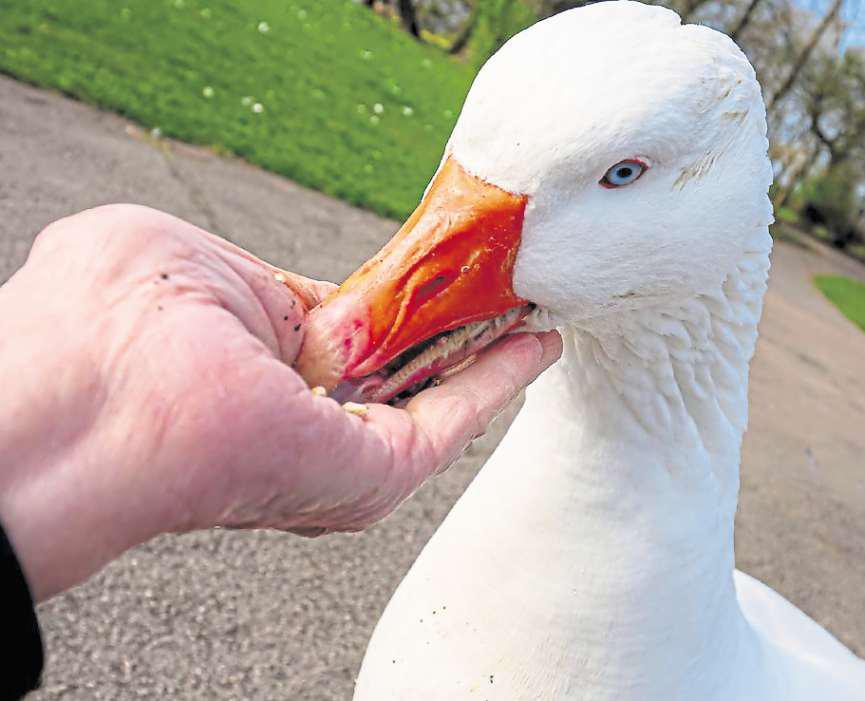 'He was larger than life - our park is much poorer without him'
