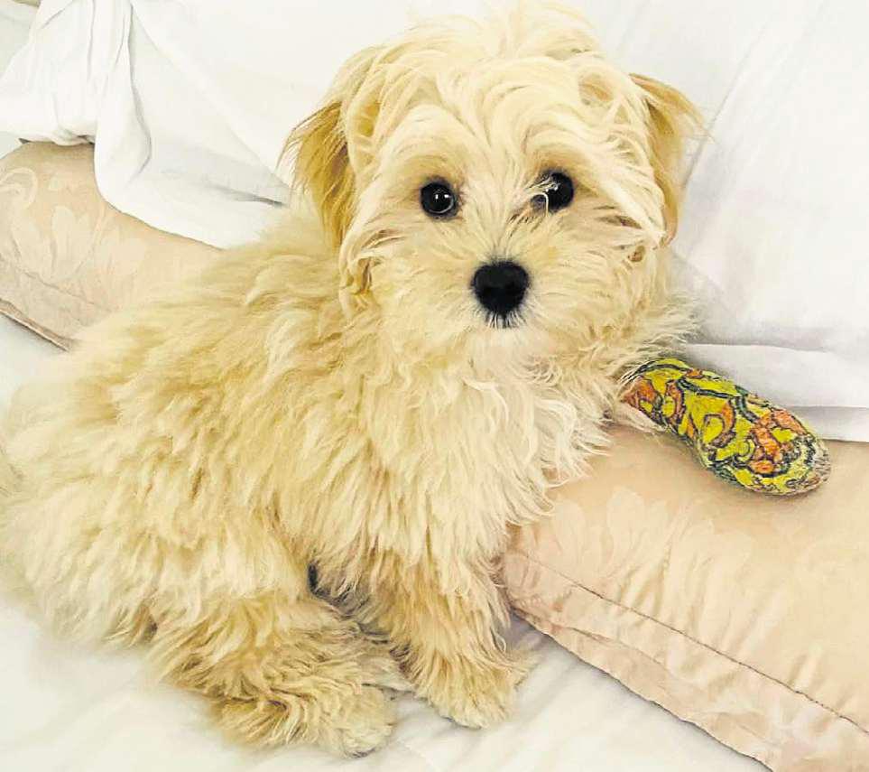 Pet store pays costs after pup grooming injury