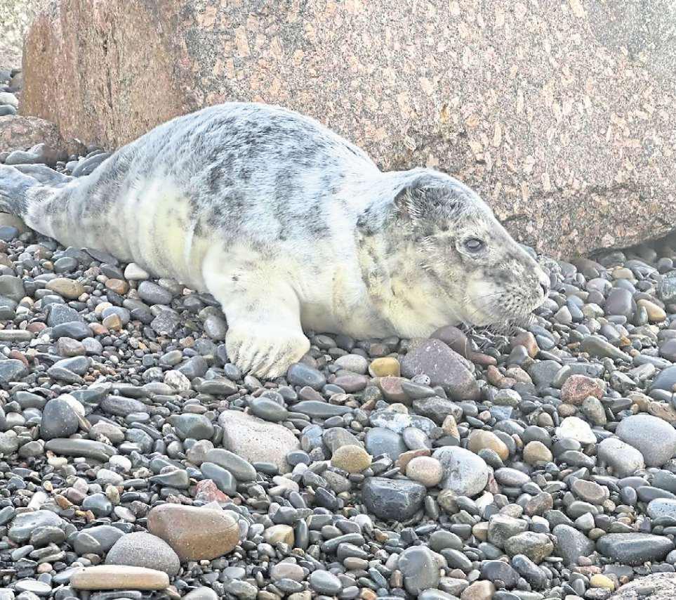 Stranded seal back safe at sea after beach rescue