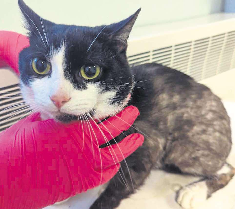 Man breached lifetime ban on keeping animals