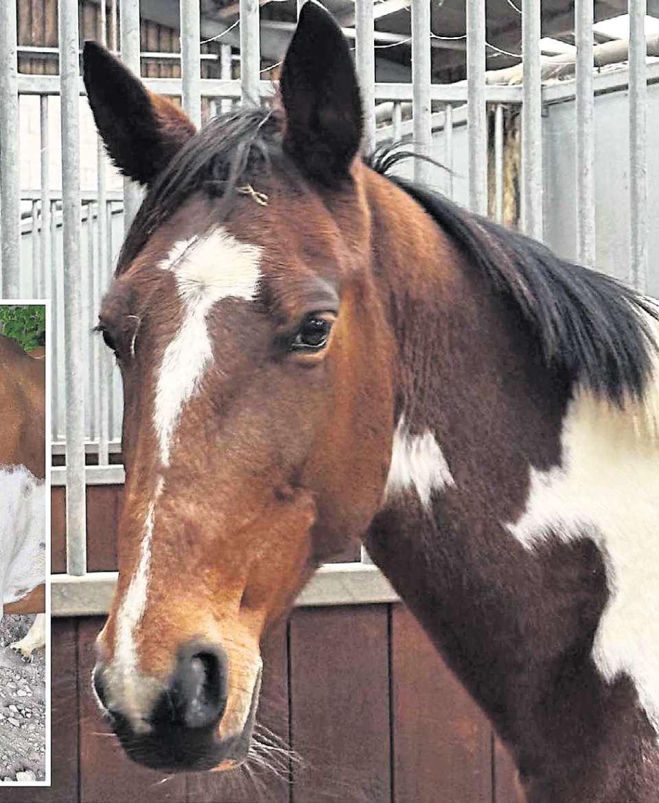 Emaciated mare who lost foal at birth is now thriving at centre