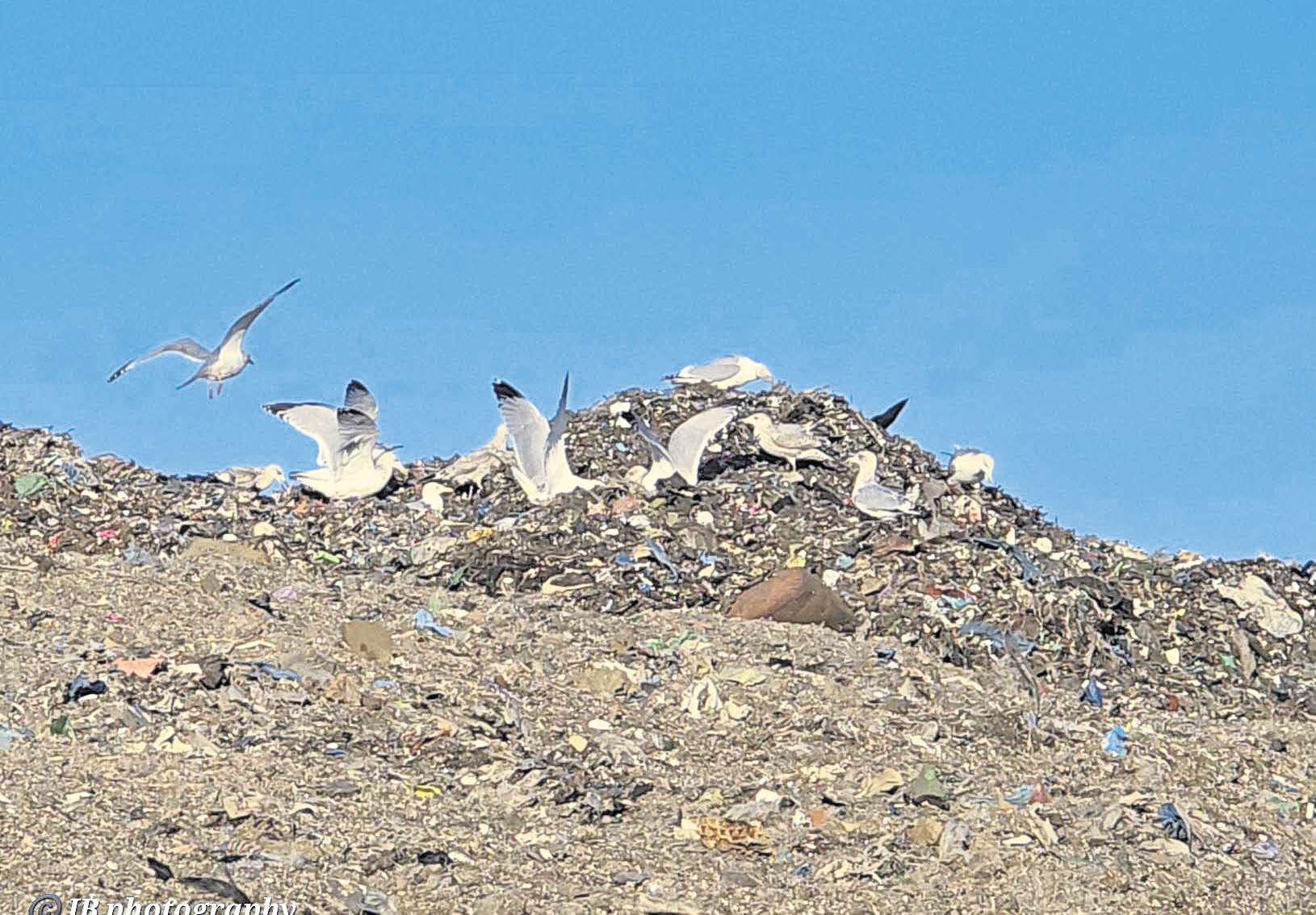 Campaigners fear waste piles growing at 'stinking' landfill