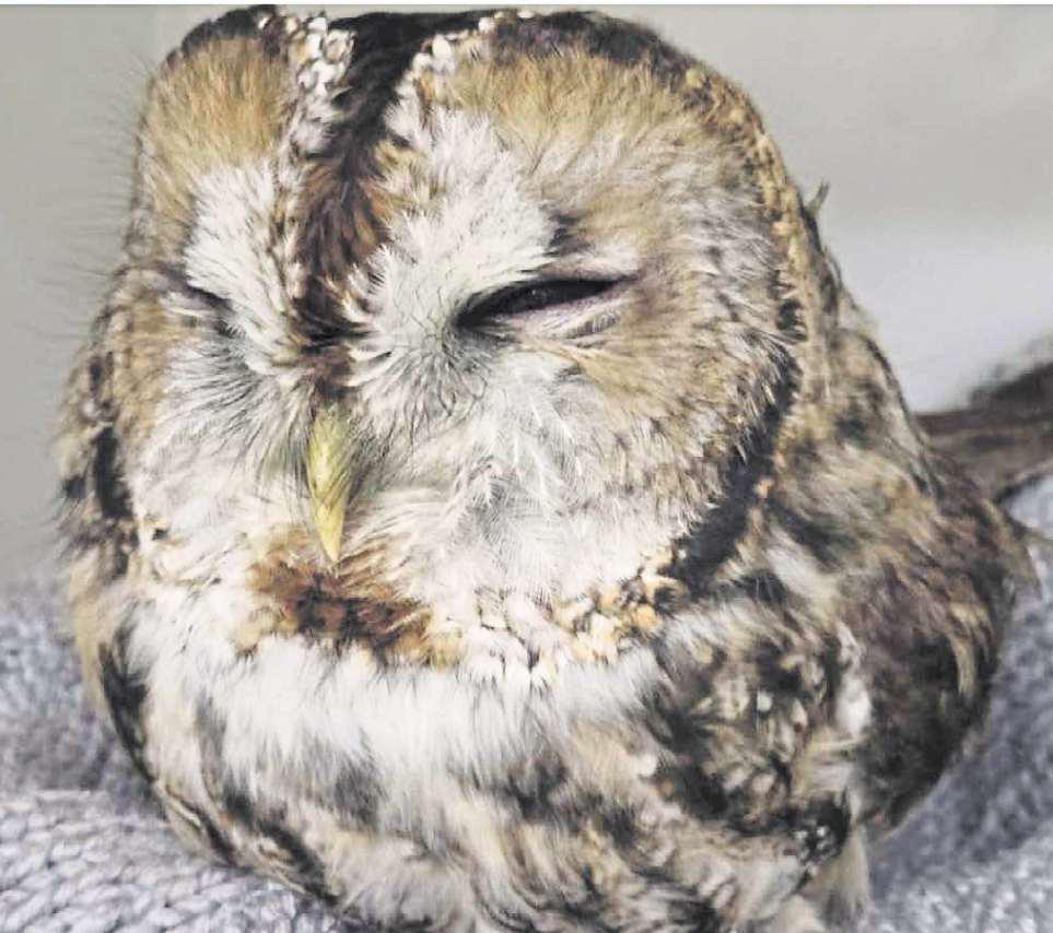 Firefighters help save owl trapped in fishing line