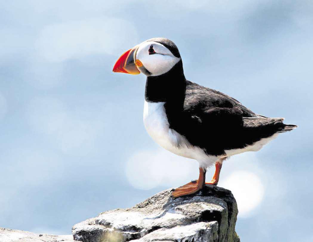 'Too late to use name, if the bird has flown'