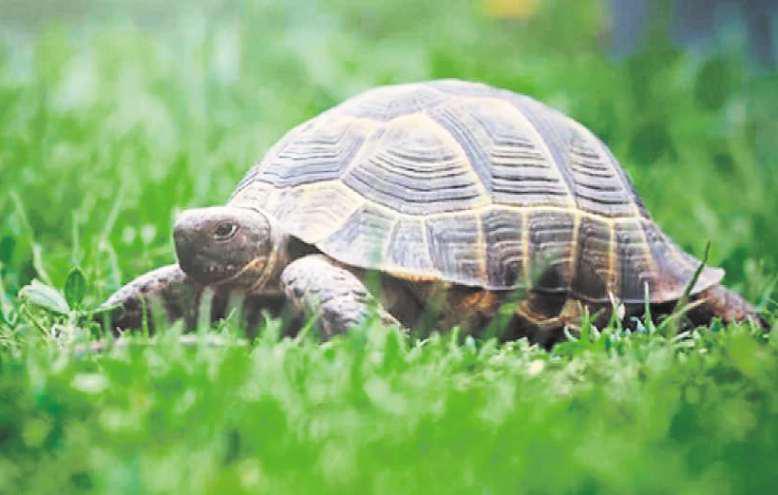 A dog is for life ... and a tortoise for possibly two generations