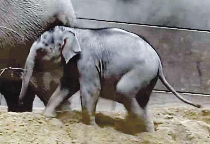 Zoo marks six-month milestone for rare baby elephant Zaiya