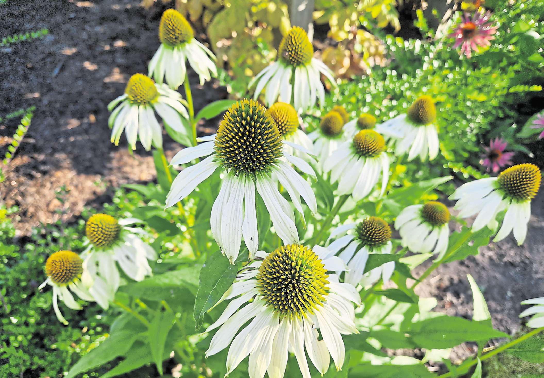 Colour displays are showing no sign of stopping