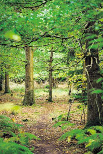 Going back to nature for your final farewell