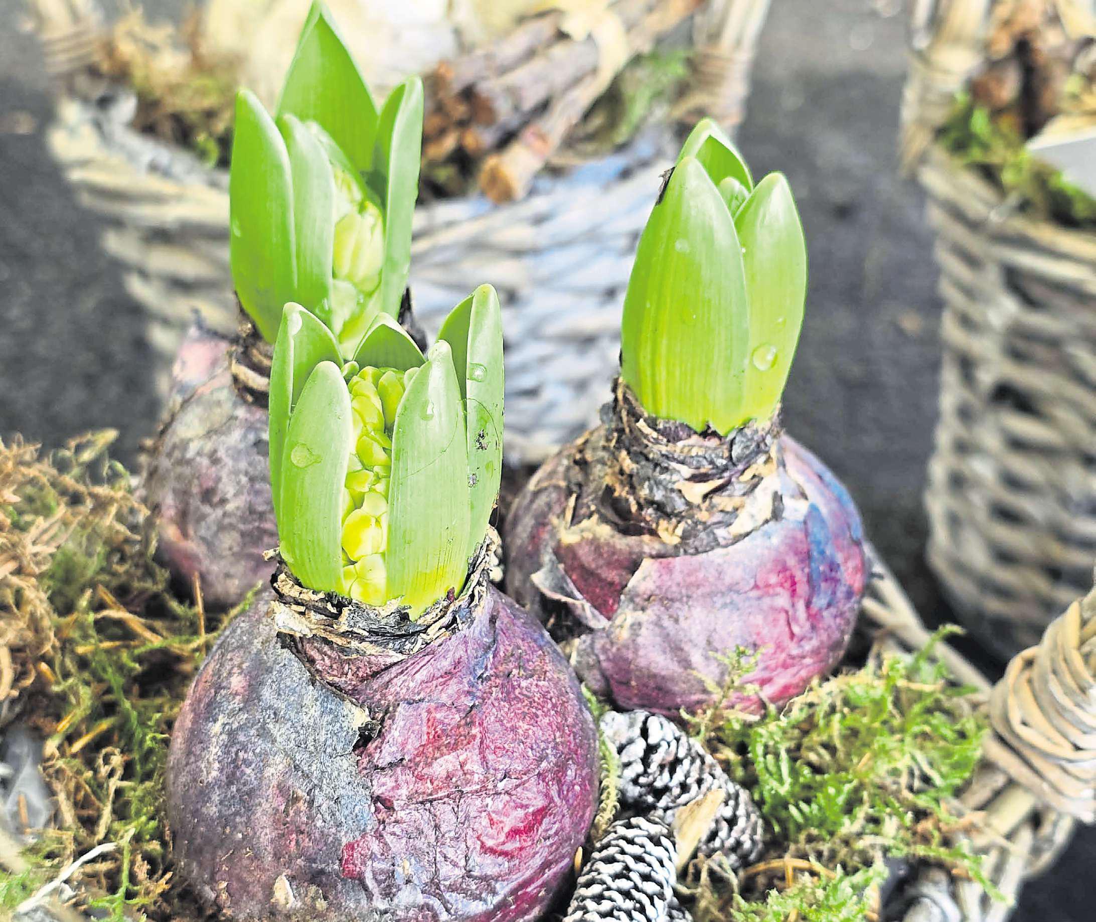 Indoor plants to keep winter blues at bay