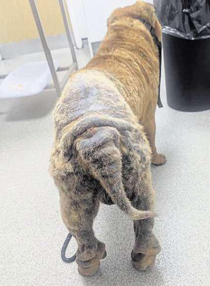 Woman neglected her dog's chronic skin issues for a year