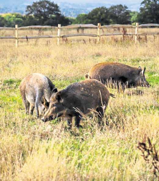 'Leaving nature and wild boar to do their thing'