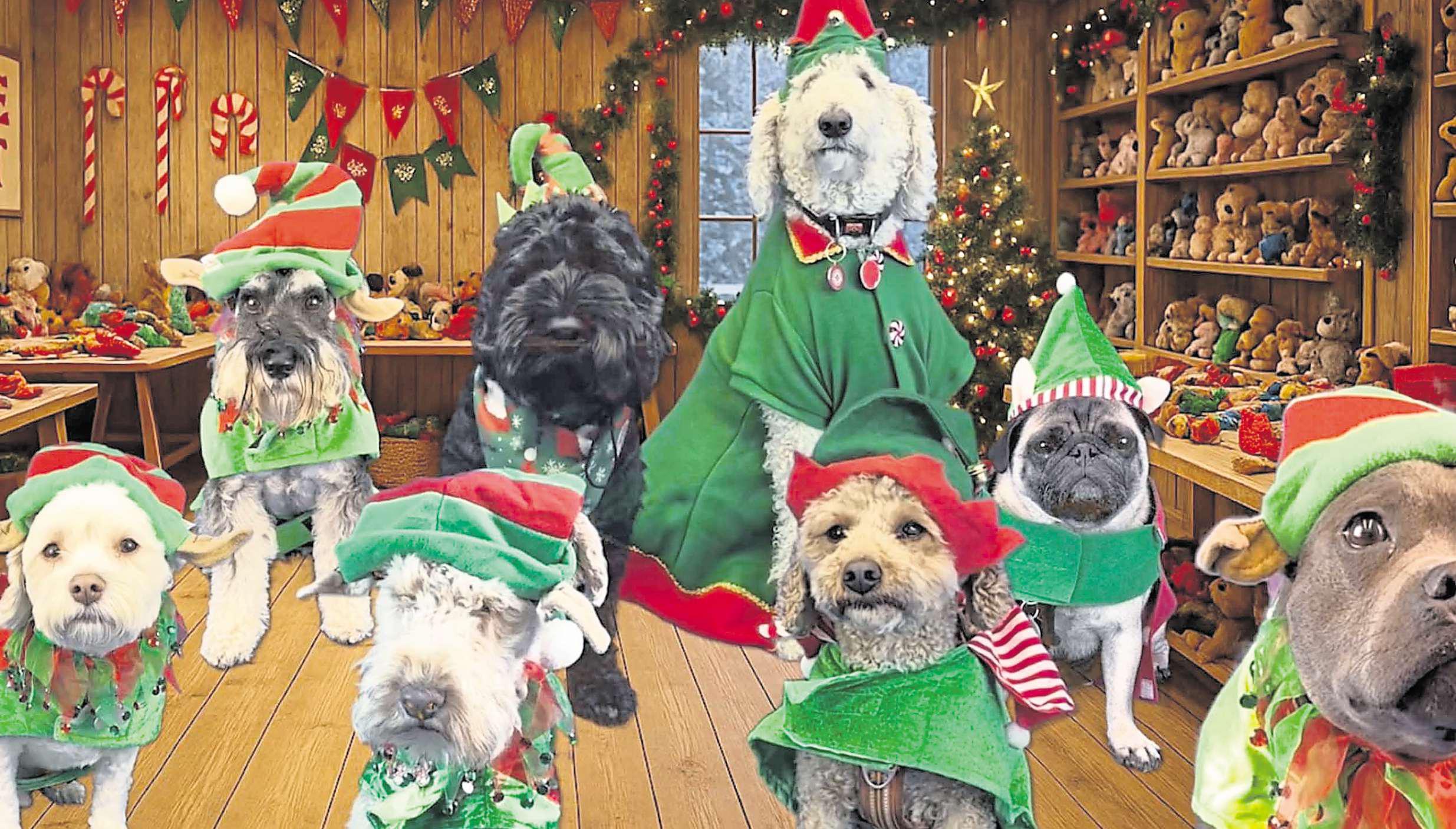 Merry Christmutts! Dogs take the lead in their own festive production
