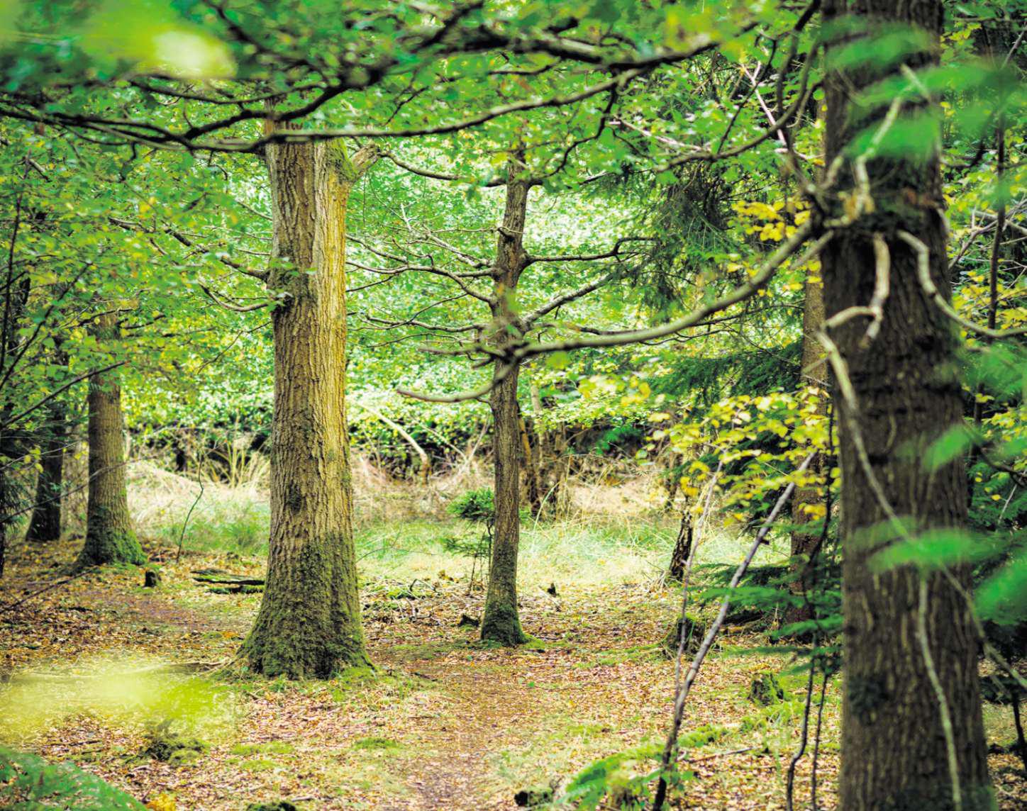 Back to nature for final resting place
