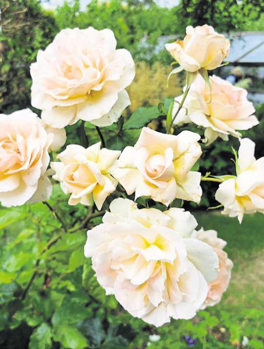 A few useful tips for pruning roses