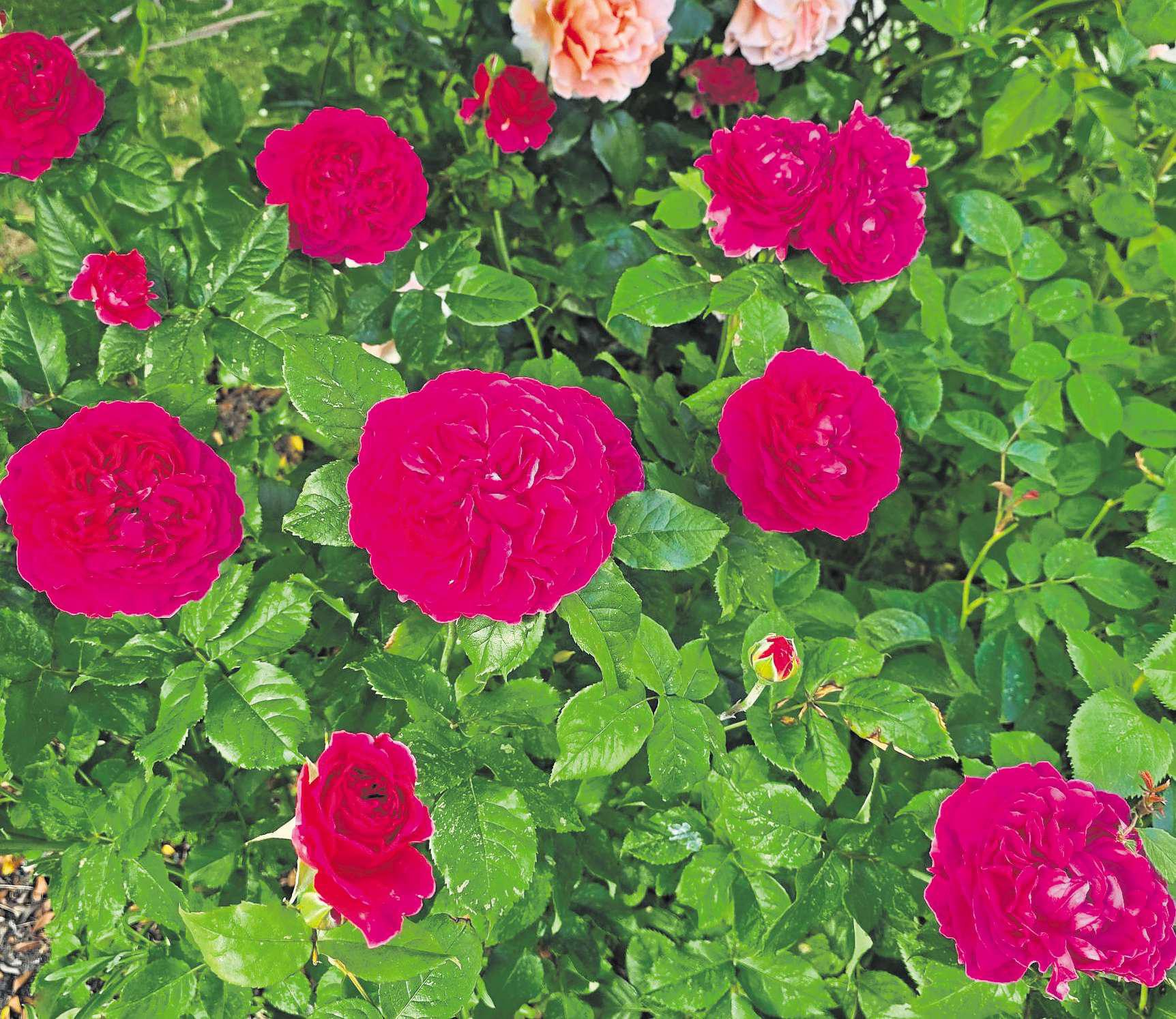 Tips for aromatic team of perfumed plants