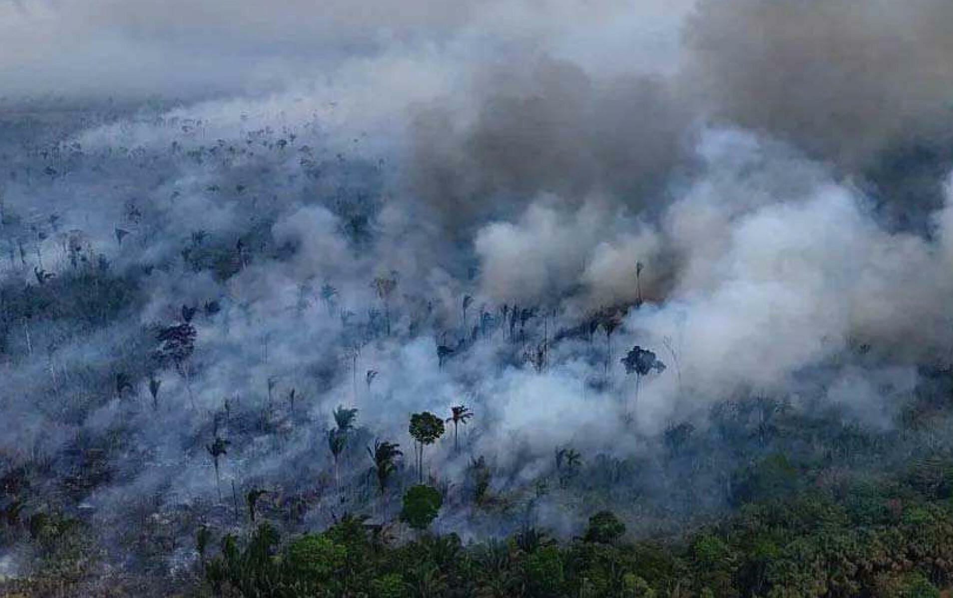 TROPICAL FORESTS DESTROYED AT FASTEST RECORDED RATE LAST YEAR