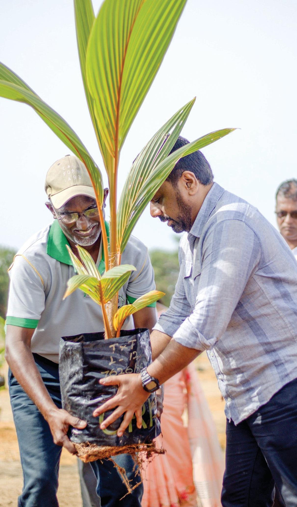 தெங்கு உற்பத்தியை ஊக்குவிக்க வடக்கில் முக்கோண வலயம்