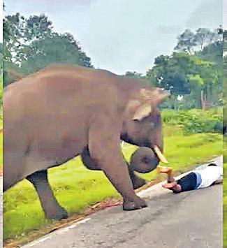 கர்நாடக வனப்பகுதி அருகே செல்பி எடுக்க முயன்றவரை விரட்டி தாக்கிய காட்டுயானை