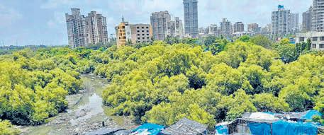 மாங்குரோவ் காடுகளை அழிப்பதற்கு ஆர்வலர்கள், பொதுமக்கள் எதிர்ப்பு