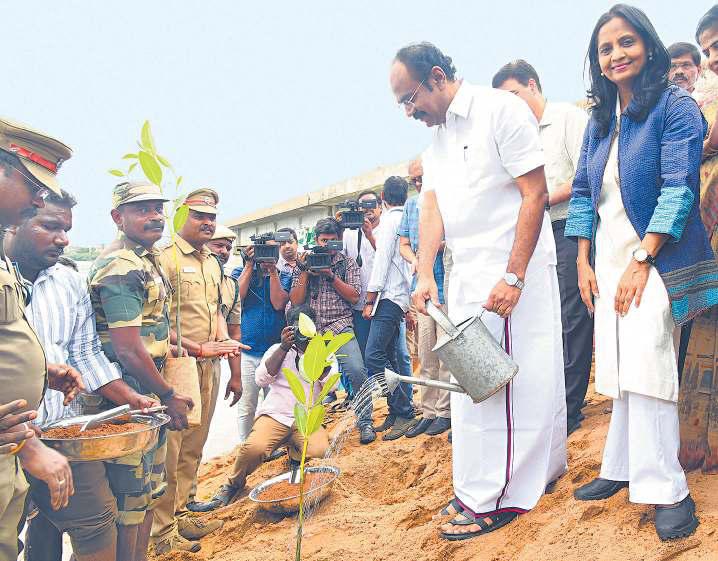 உலக அலையாத்திக் காடுகள் தினத்தையொட்டி அடையாறு முகத்துவார பகுதியில் அலையாத்தி செடிகள் நடவு