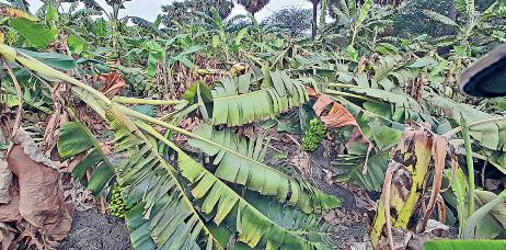 தூத்துக்குடி அருகே திடீர் சூறைக்காற்று 5 ஆயிரம் வாழைகள் முறிந்து சேதம்